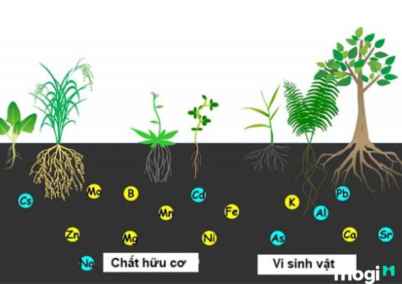 Các dưỡng chất có trong đất ảnh hưởng đến độ pH của đất