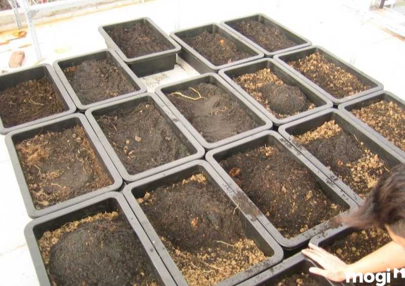 Làm đất và trồng cây cho vườn rau sạch tại nhà