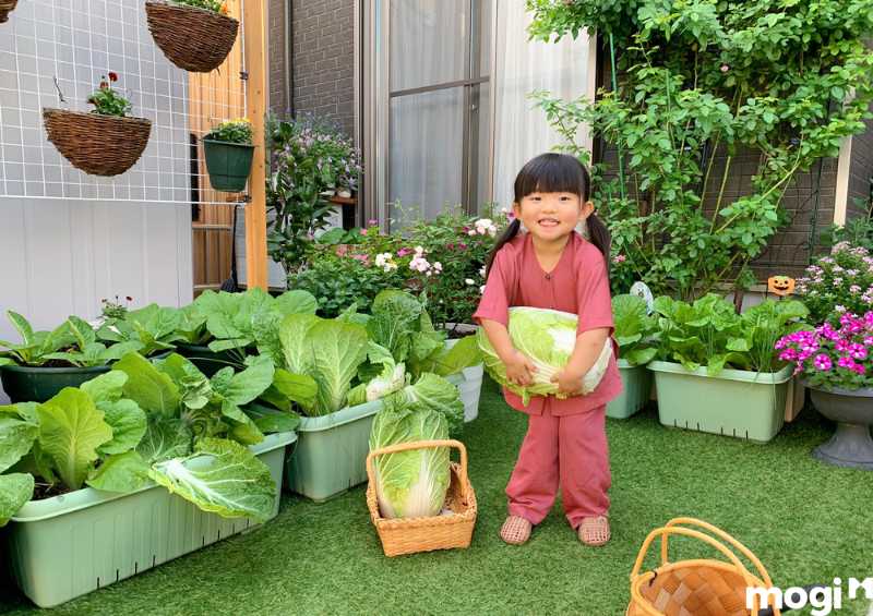 Vườn rau sạch tại nhà giúp bạn tận dụng được thời gian rảnh