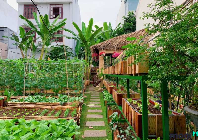 Vườn rau sạch tại nhà giúp đem đến không gian xanh cho gia đình