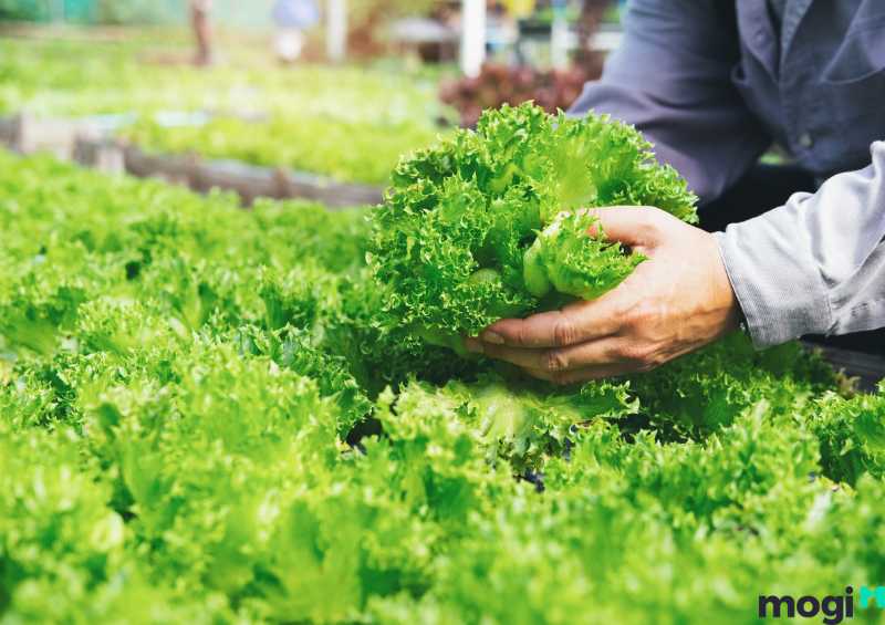 Vườn rau sạch tại nhà giúp bạn an tâm hơn về chất lượng rau ăn của gia đình