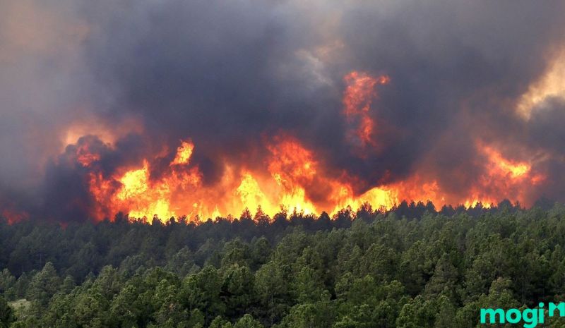 Ô nhiễm đất là gì - Cháy rừng cũng là một nguyên nhân gây ảnh hưởng xấu đến môi trường đất