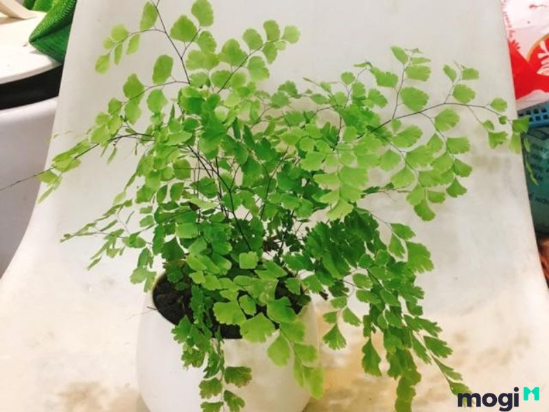 Kỹ thuật trồng cây Tóc thần vệ nữ tại nhà - cây cảnh đẹp Tóc thần vệ nữ |  PGR Việt Nam - Kiến thức thực vật và dược liệu