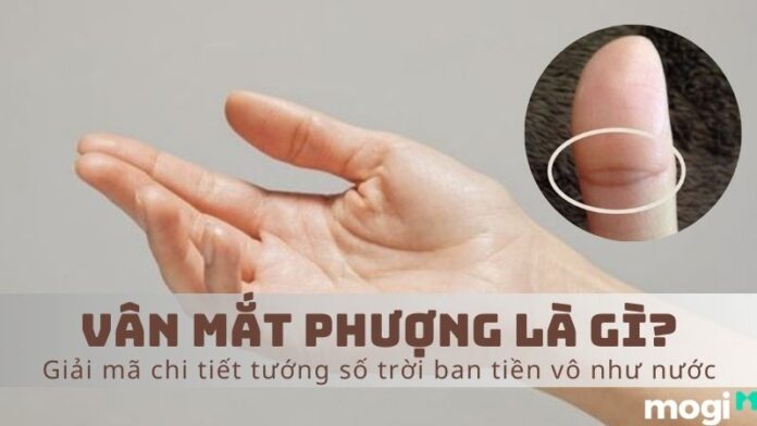 vân mắt phượng