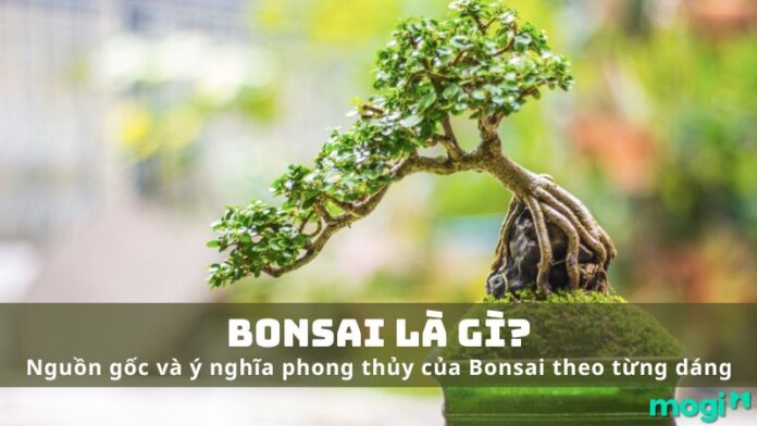 Bonsai là gì