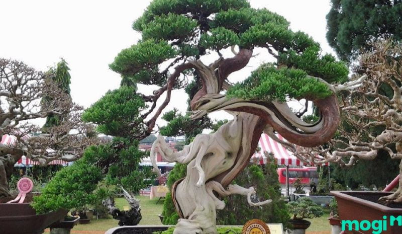 Bonsai là gì - Bonsai lớn nhất thế giới