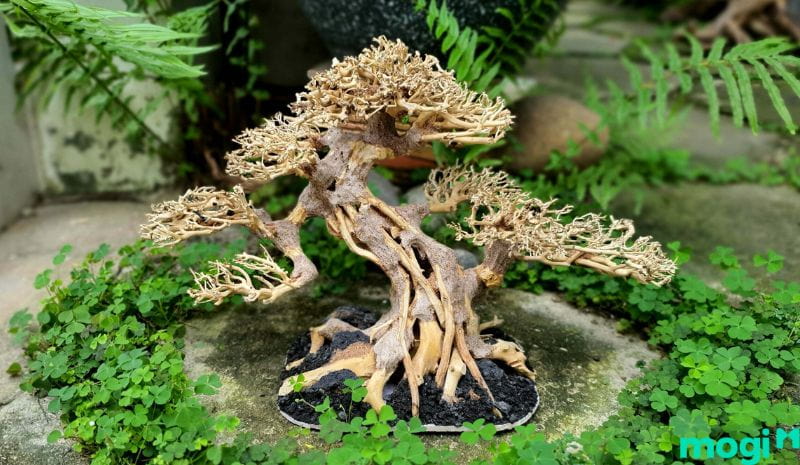 Bonsai là gì