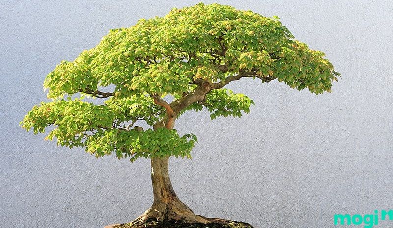 Khái niệm về cây Bonsai là gì