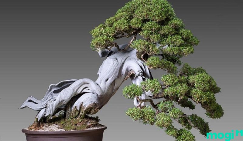 Bonsai là gì