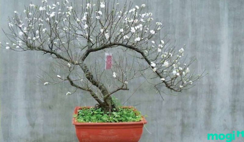 Bonsai là gì