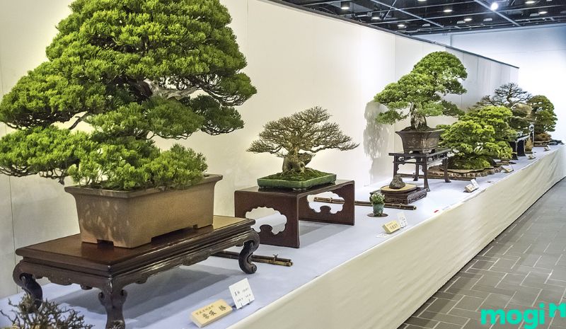 Bonsai là gì