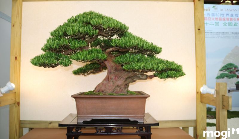 Bonsai là gì