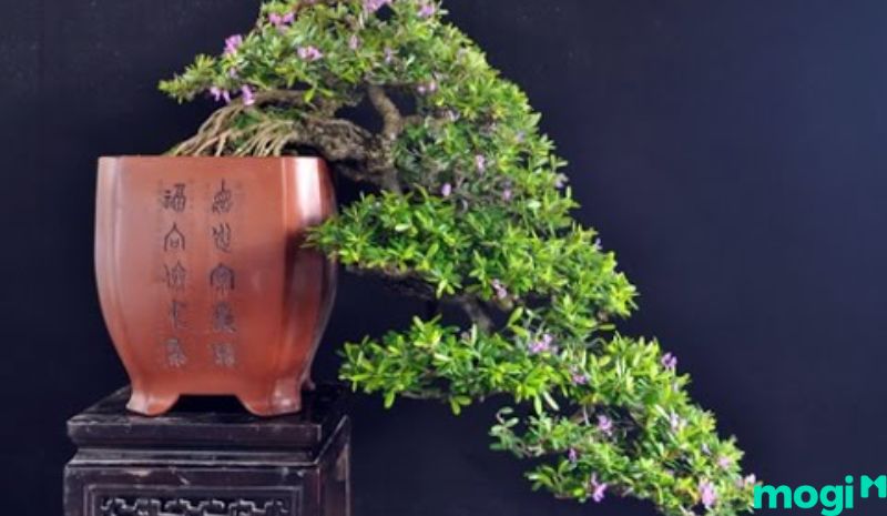 Bonsai là gì