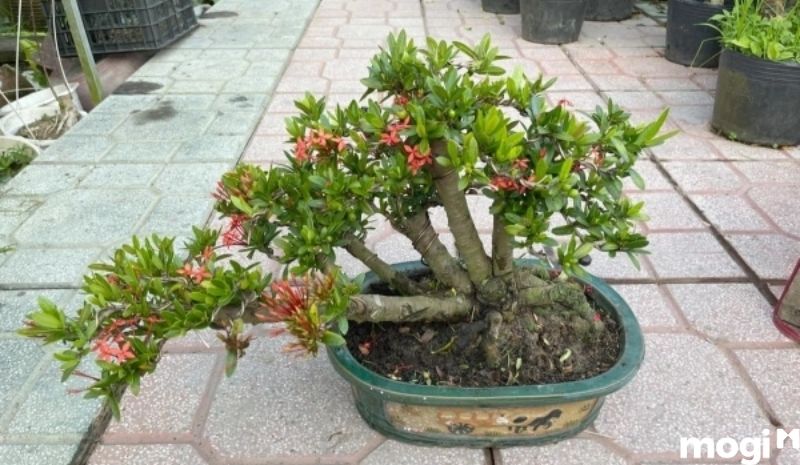 Bonsai là gì