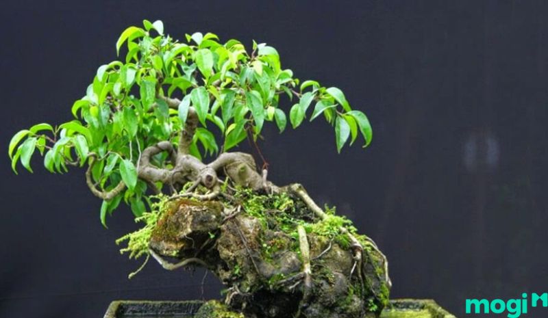 Bonsai là gì