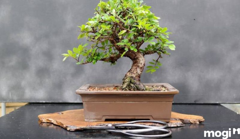 Bonsai là gì