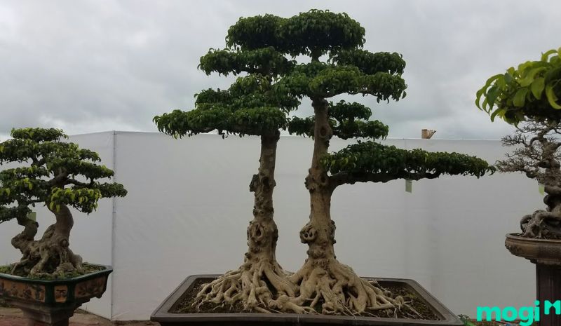 Bonsai là gì