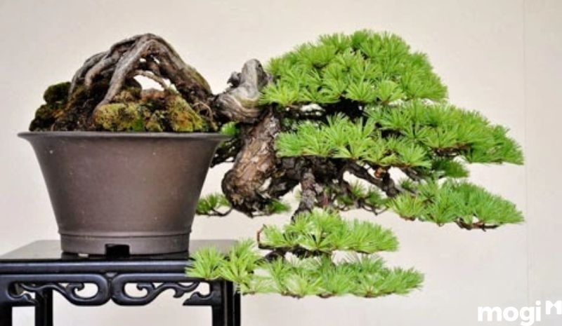 Bonsai là gì