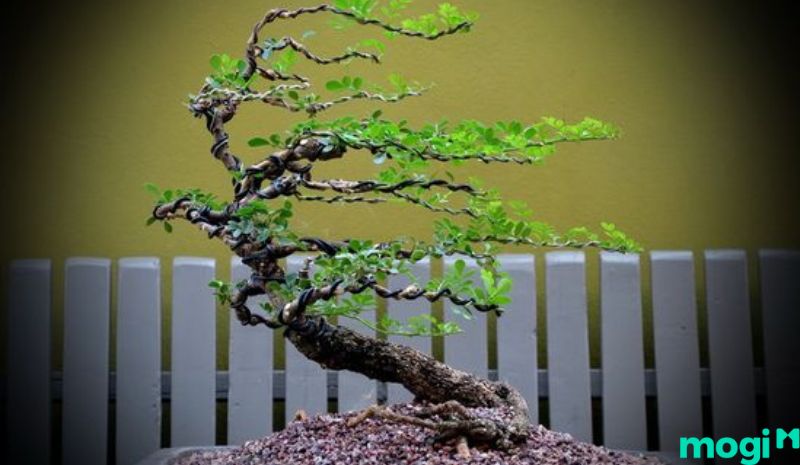 Bonsai là gì