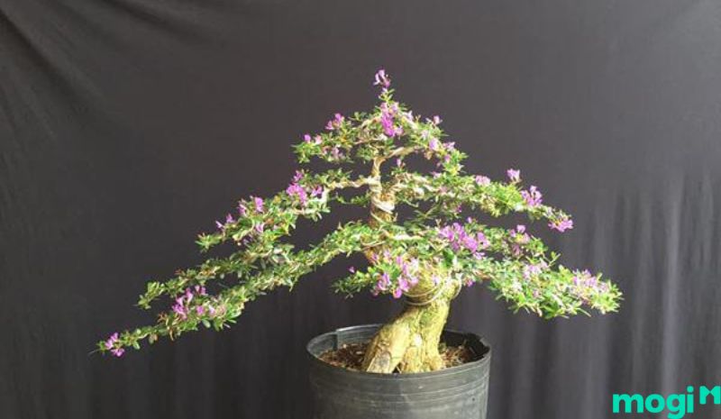 Bonsai là gì