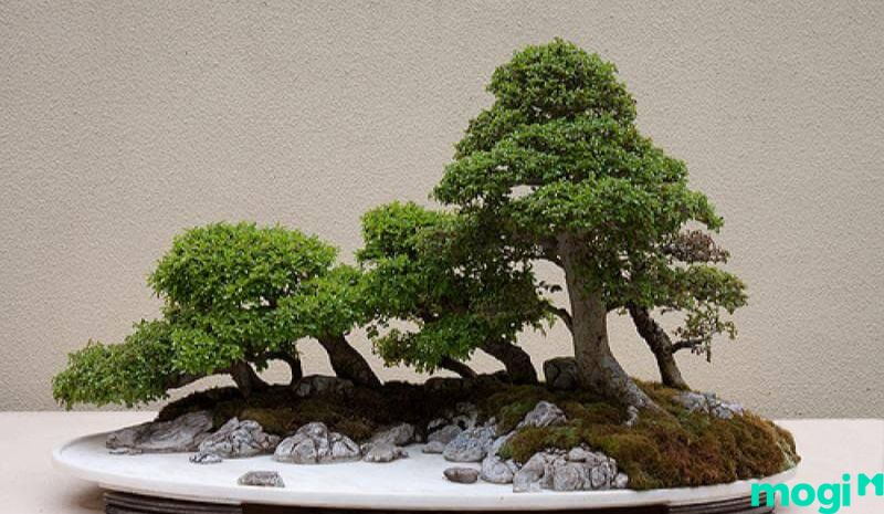 Bonsai là gì