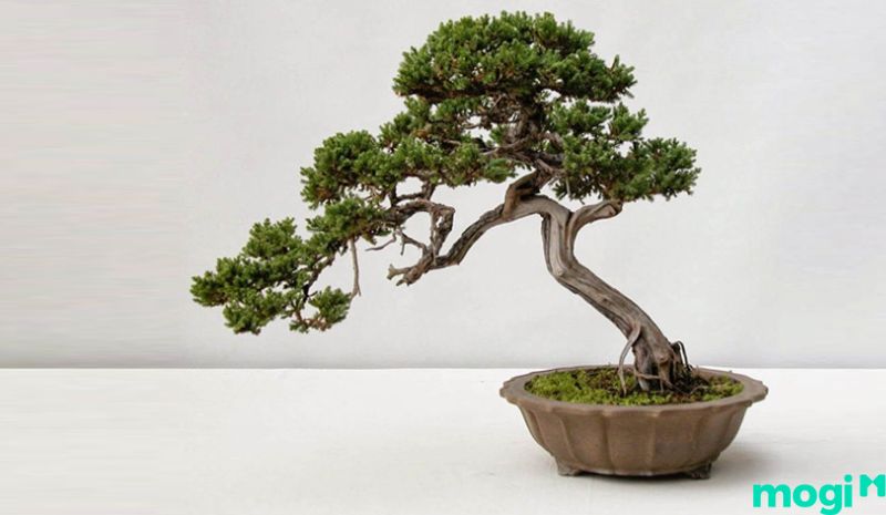 Bonsai là gì