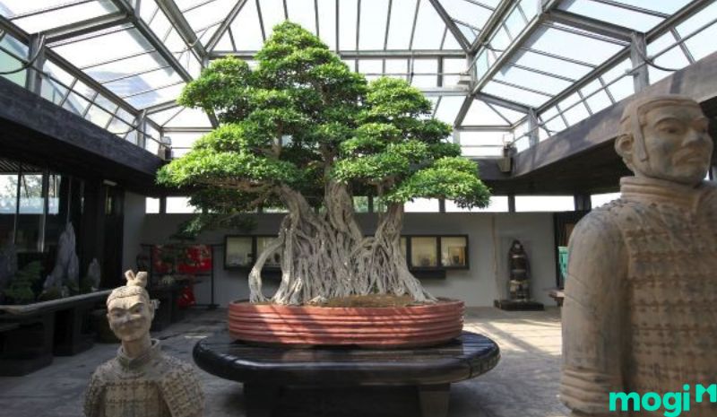 Bonsai là gì