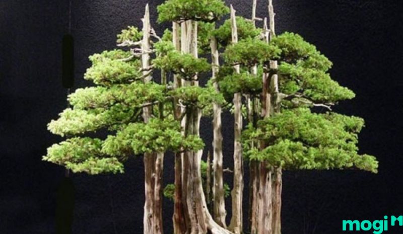 Bonsai là gì