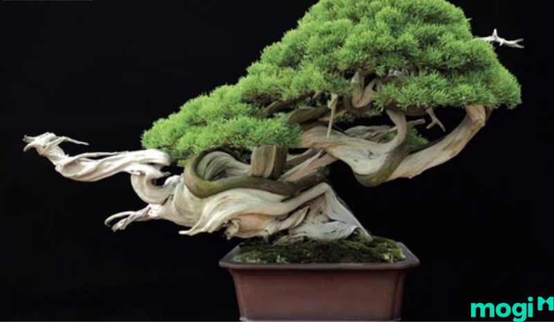 Bonsai là gì