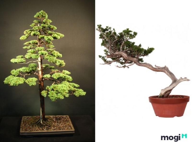 bonsai là gì? Phân loại dựa theo dáng cây