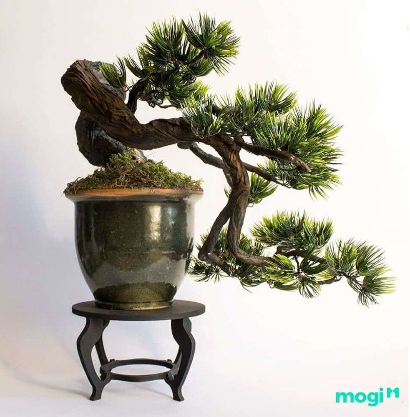 Bonsai là gì? Một số cách phân loại cây khác