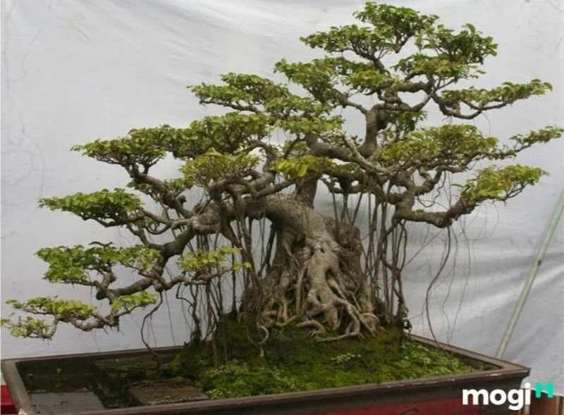 Bonsai là gì? Ý nghĩa chung của bonsai