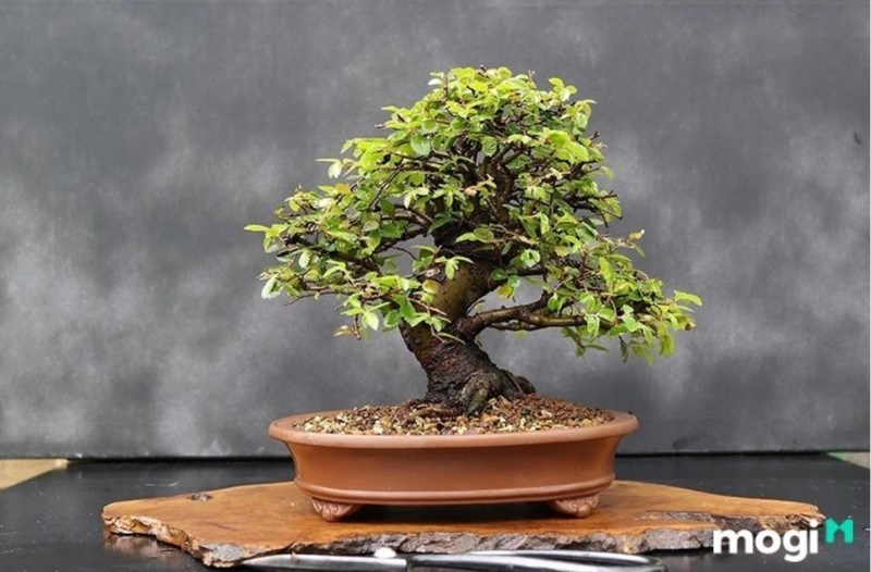 Bonsai là gì? Cách phân loại bonsai