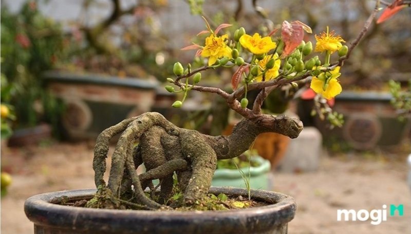 Bonsai là gì - Mai bonsai