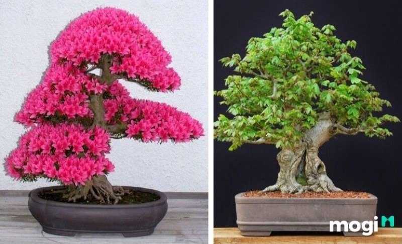 Bonsai là gì? Thế nào là 1 bonsai đẹp?