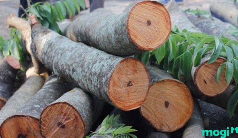Chò Chỉ đưuọc xếp loại nhóm V trong danh sách các loại gỗ tại Việt Nam