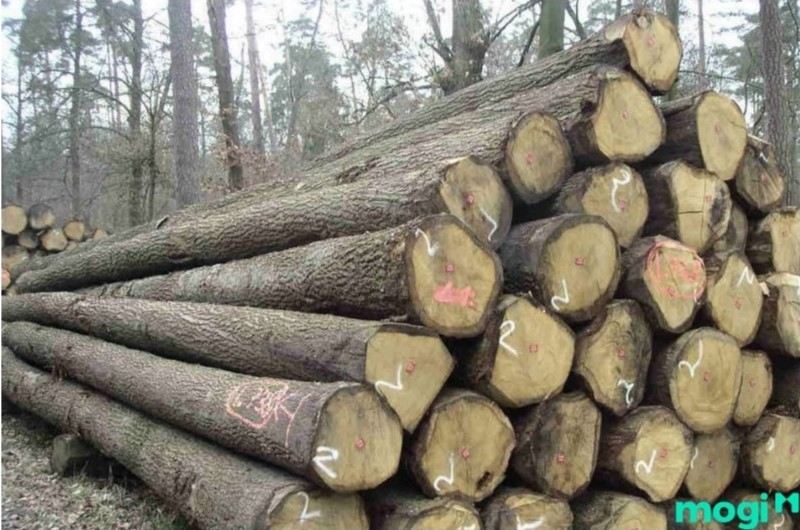 Các tính chất nổi bật của gỗ Chò Chỉ