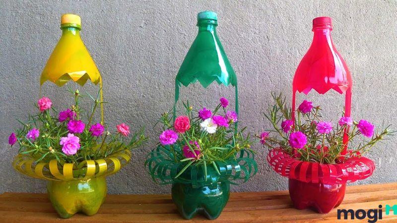 Cách trồng hoa mười giờ bằng chai nhựa