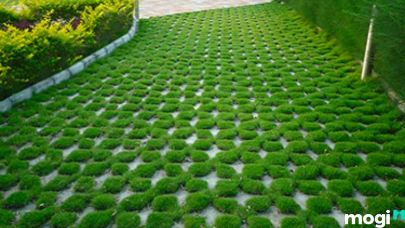 Trồng cỏ sân vườn