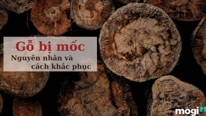 Tại sao gỗ bị mốc? Giải đáp nguyên nhân và hướng dẫn cách khắc phục gỗ bị mốc hiệu quả. Xem ngay