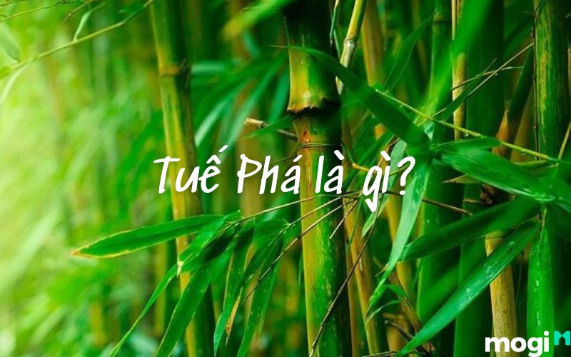 Tuệ Pha là gì?