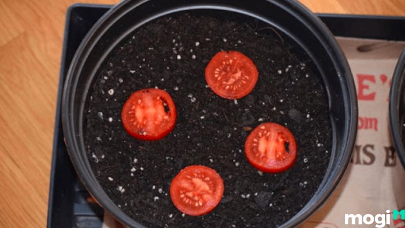 Cách trồng cà chua bằng hạt