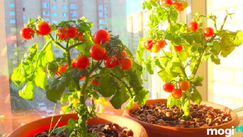 Cách trồng cà chua bằng hạt
