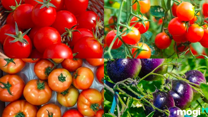 cách trồng cà chua bằng hạt