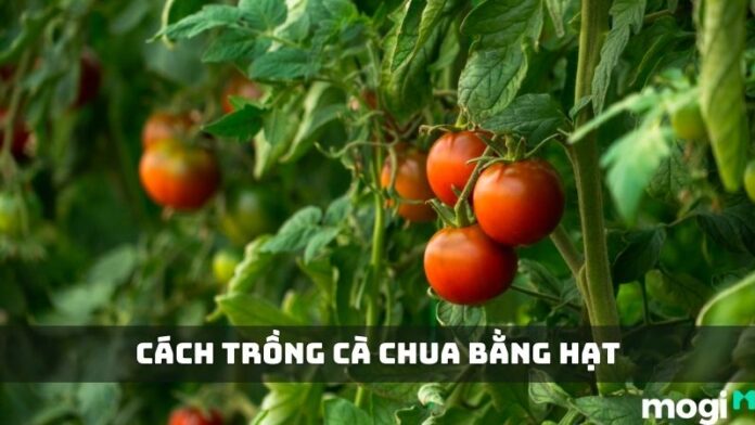cách trồng cà chua bằng hạt