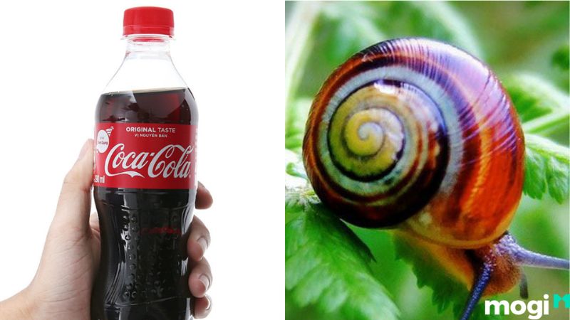 Cách diệt ốc sên bằng Coca-Cola
