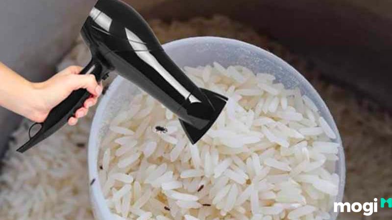 Cách trị mọt gạo