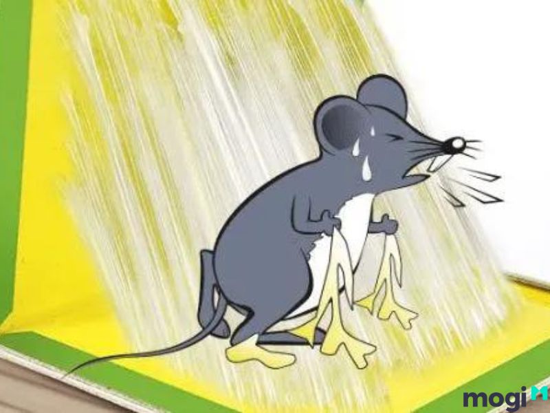 cách tẩy keo dính chuột