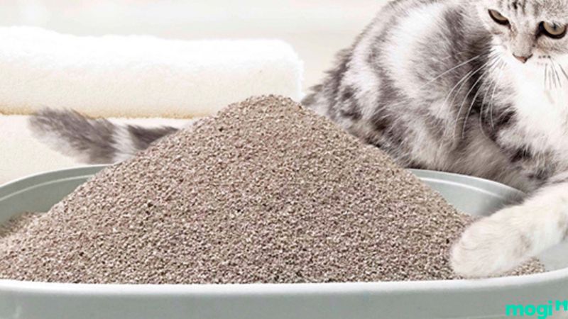 Cách khử mùi hôi giày: Dùng cát vệ sinh mèo