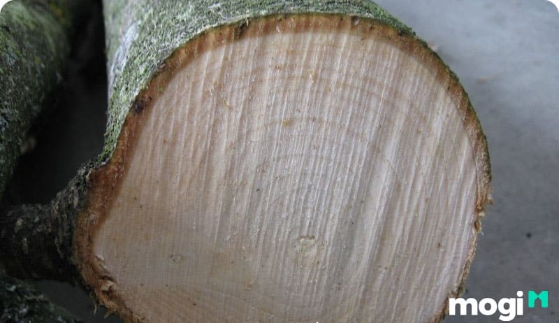 Nhược điểm của gỗ dổi là gì? Là chậm khô và trong quá trình khô dễ dẫn đến hiện tượng rạn nứt gỗ